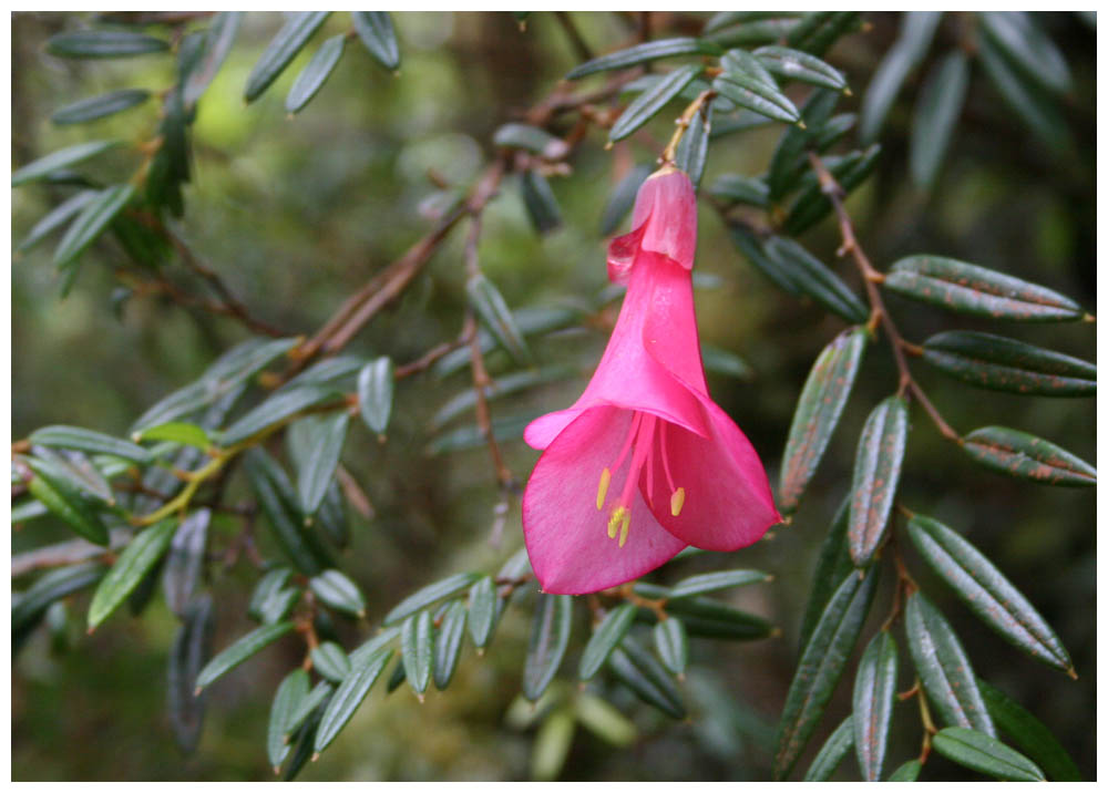 Coicopihue, Philesia magellanica