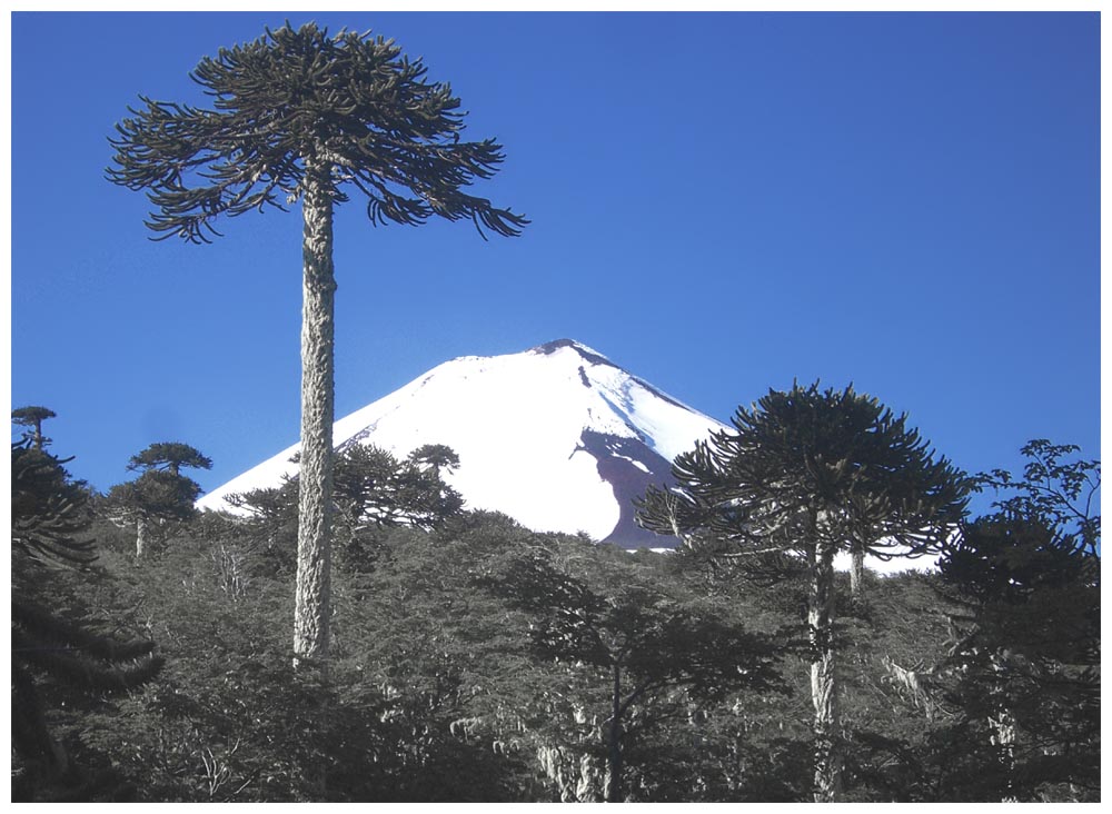 Araukarie im Nationalpark Conguillio los Paraguas