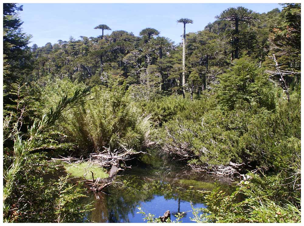 Araukarien im Parque Nacional Conguillio los Paraguas