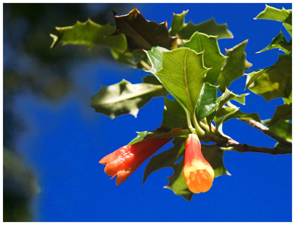 Taique  -  Desfontainia spinosa