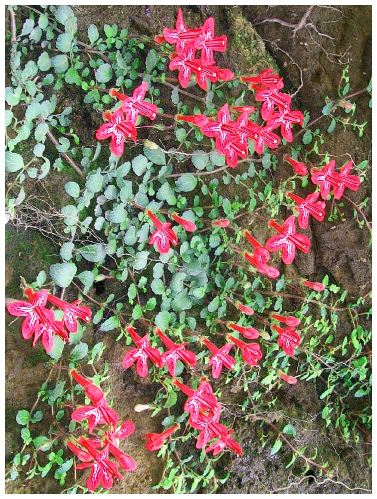 Estrellitas - Asteranthera ovata