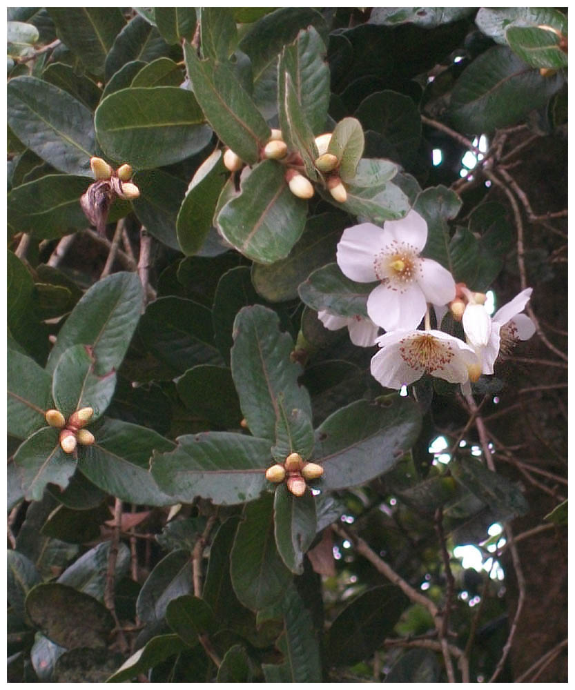 Eucryphia cordifolia - Chilenische Scheinulme