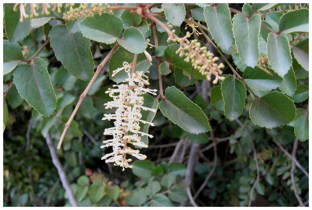 Avellano, Chilenische Haselnuss, Gevuina Avellana, Blüte