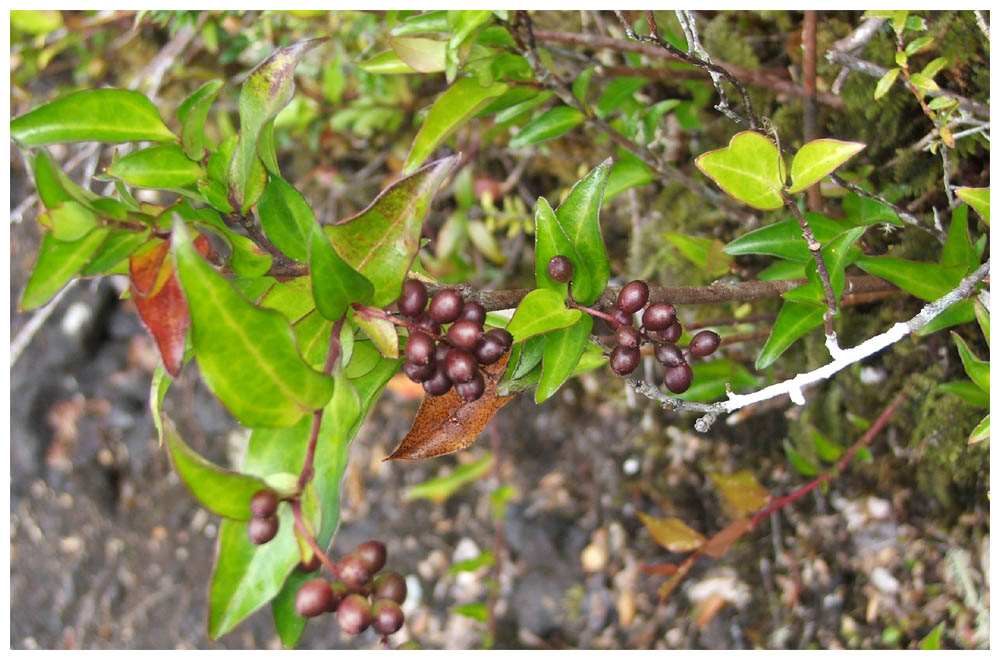 Schinus patagonicus, Muchi