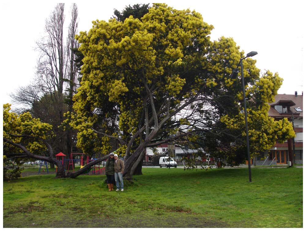 Acacia dealbata