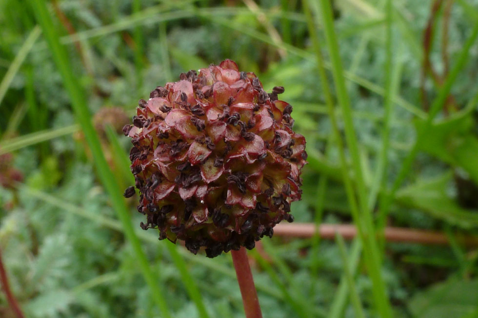 Acaena magellanica