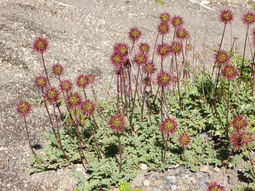 Acaena magellanica