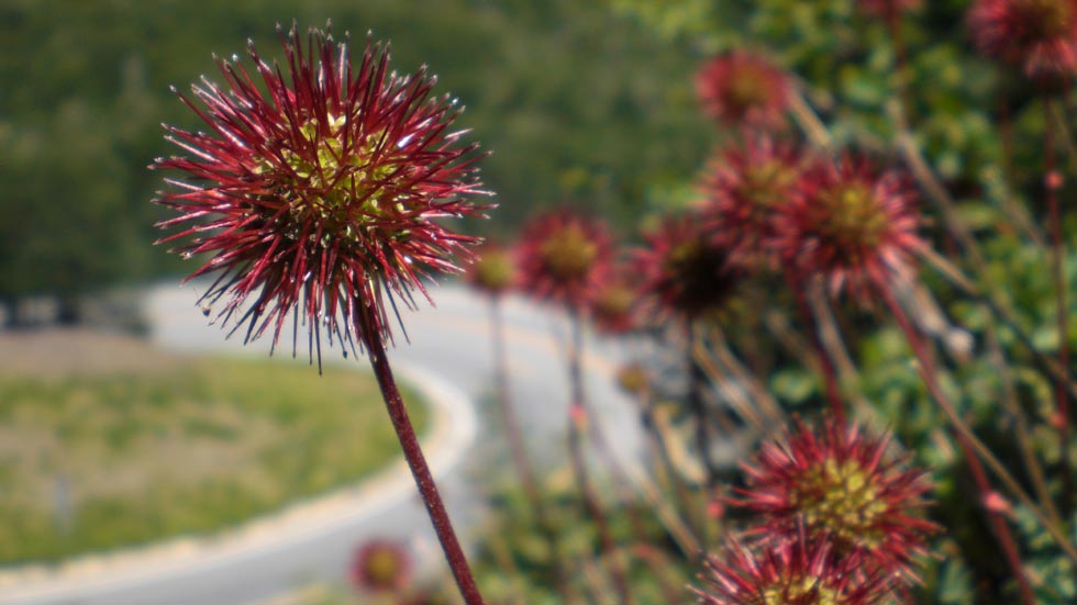 Acaena magellanica