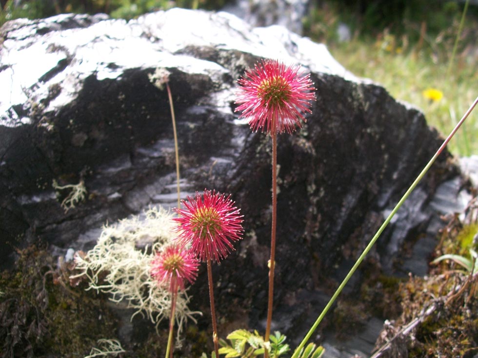 Acaena magellanica