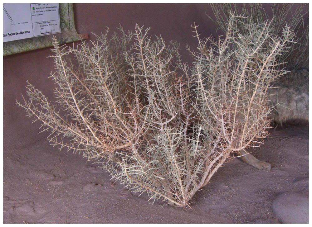 Aldea-de-Tulor-Rica-Rica-Acantholippia-deserticola-o-tarapacana