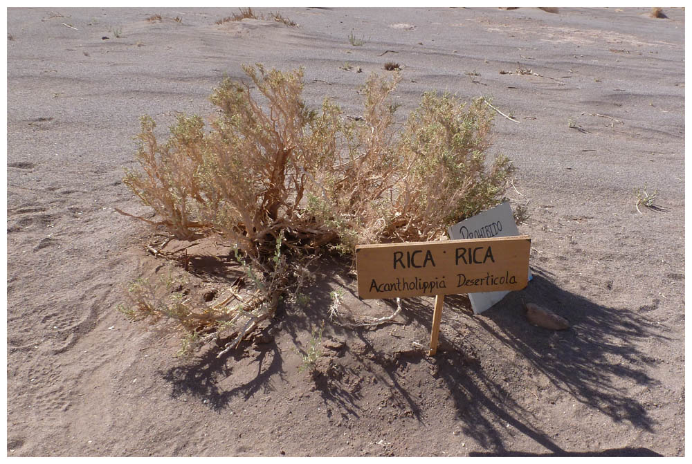 Aldea-de-Tulor-Rica-Rica-Acantholippia-deserticola-o-tarapacana