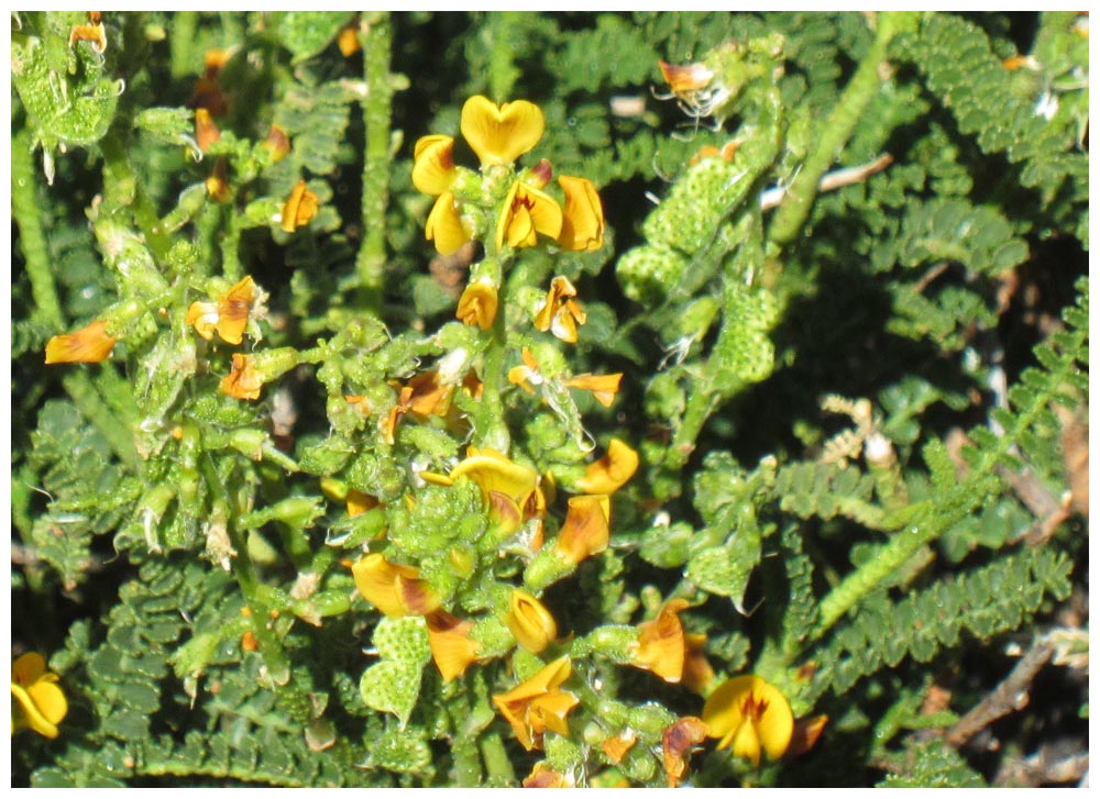 Torres-del-Paine, Paramela, Adesmia boronioides