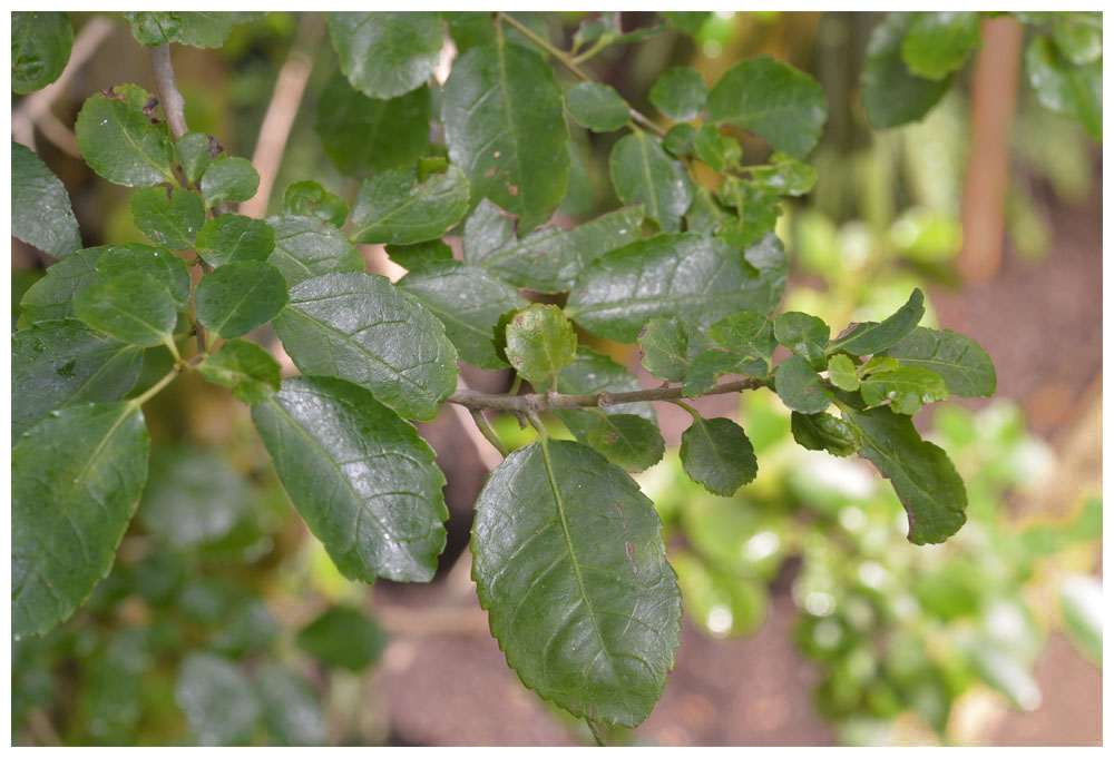 Andengold, Corcolén, Azara serrata