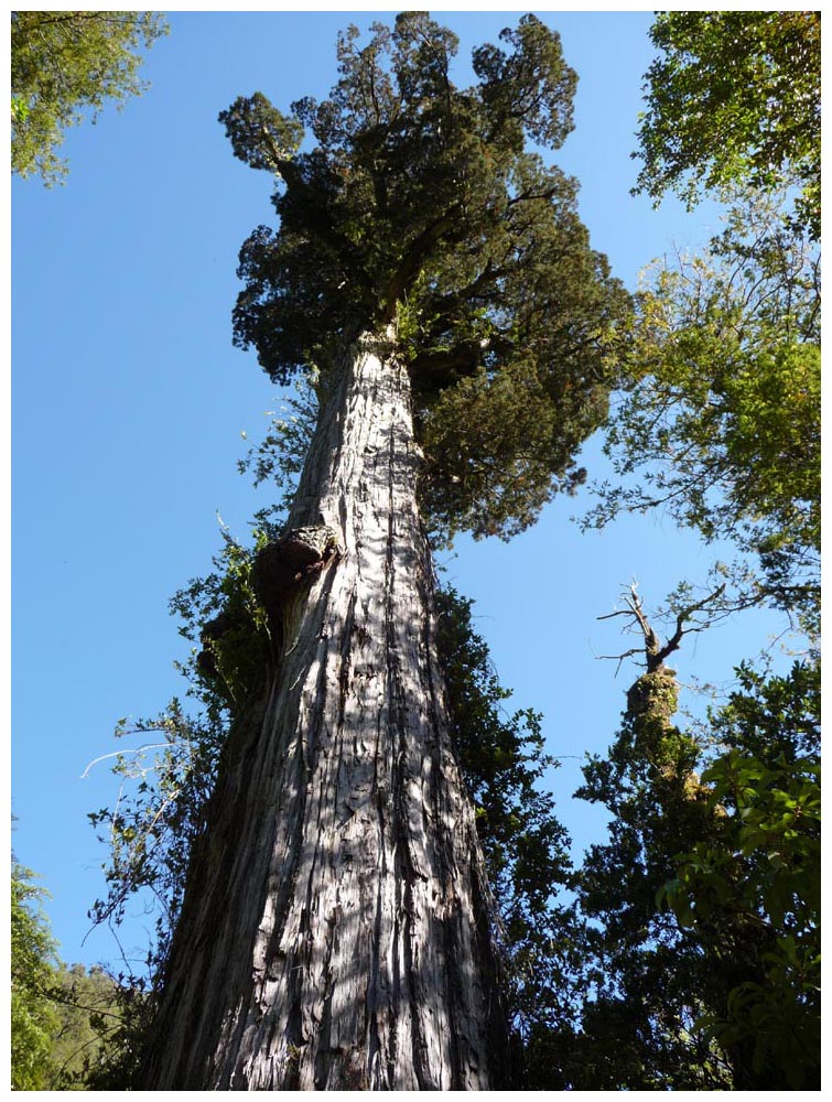 Fitzroya cupressoides, Alerce Andino