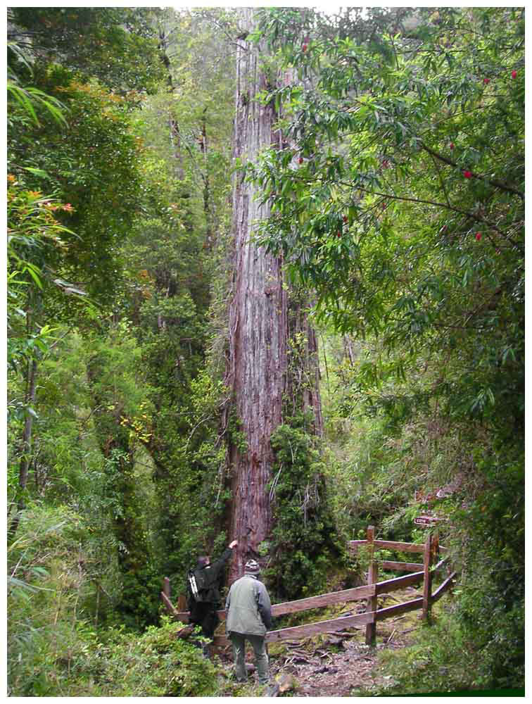 Fitzroya cupressoides, Alerce Andino