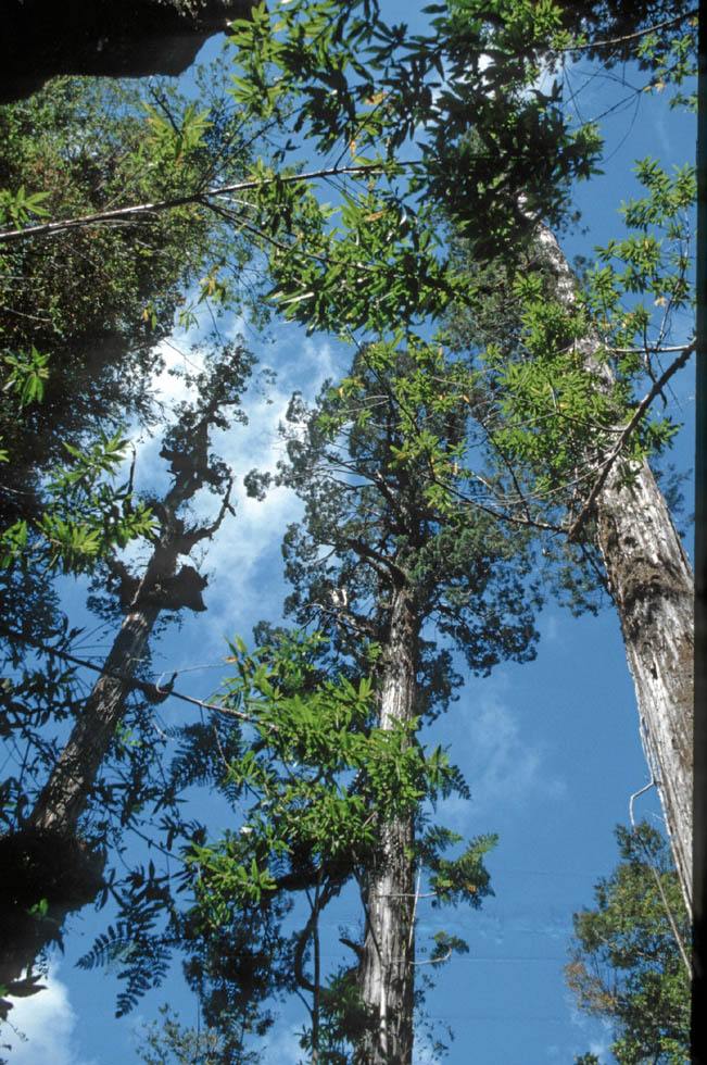 Fitzroya cupressoides, Alerce Andino