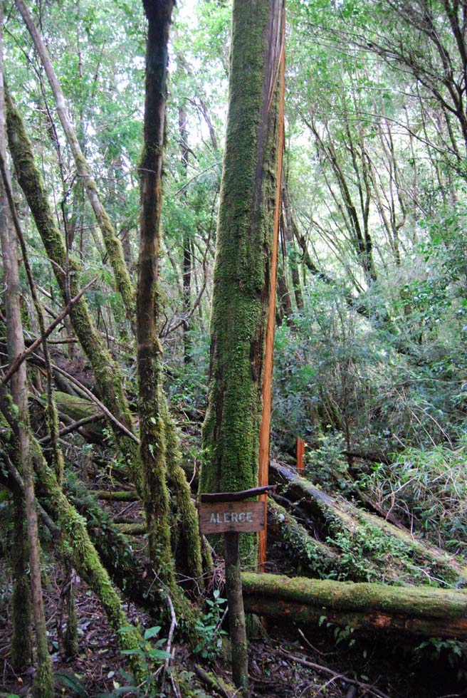 Fitzroya cupressoides, Alerce Andino