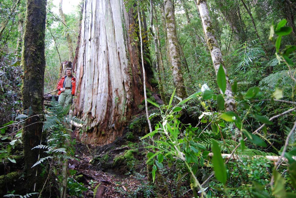 Fitzroya cupressoides, Alerce Andino