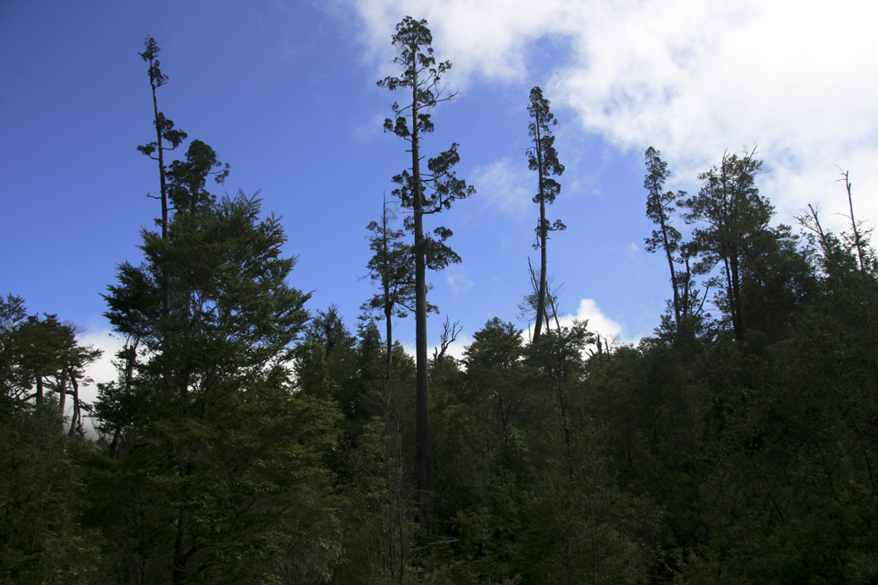 Fitzroya cupressoides, Alerce Andino