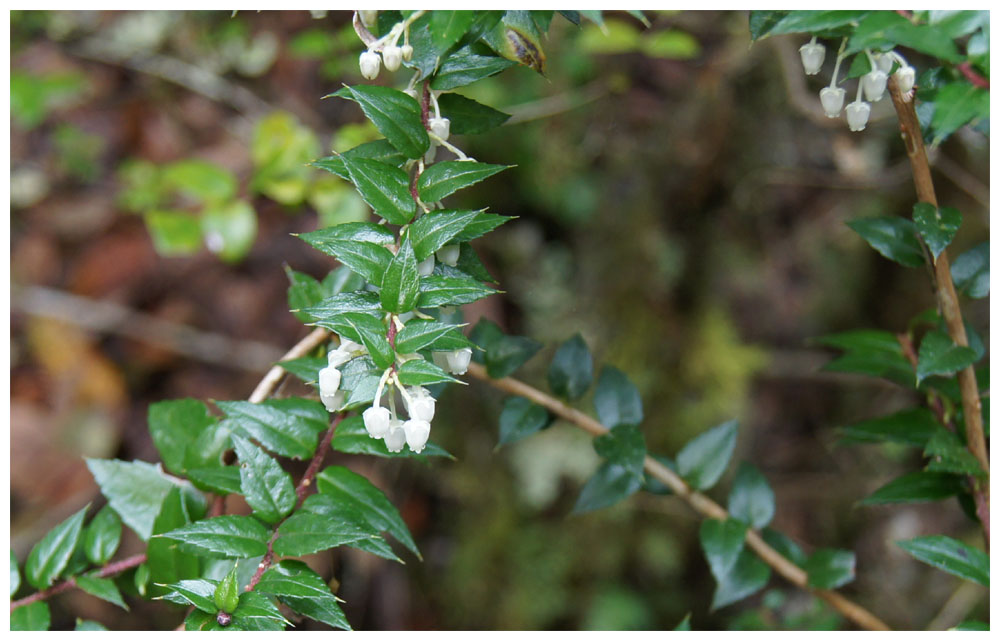 Gaultheria mucronata, Chaura, Torfmyrte