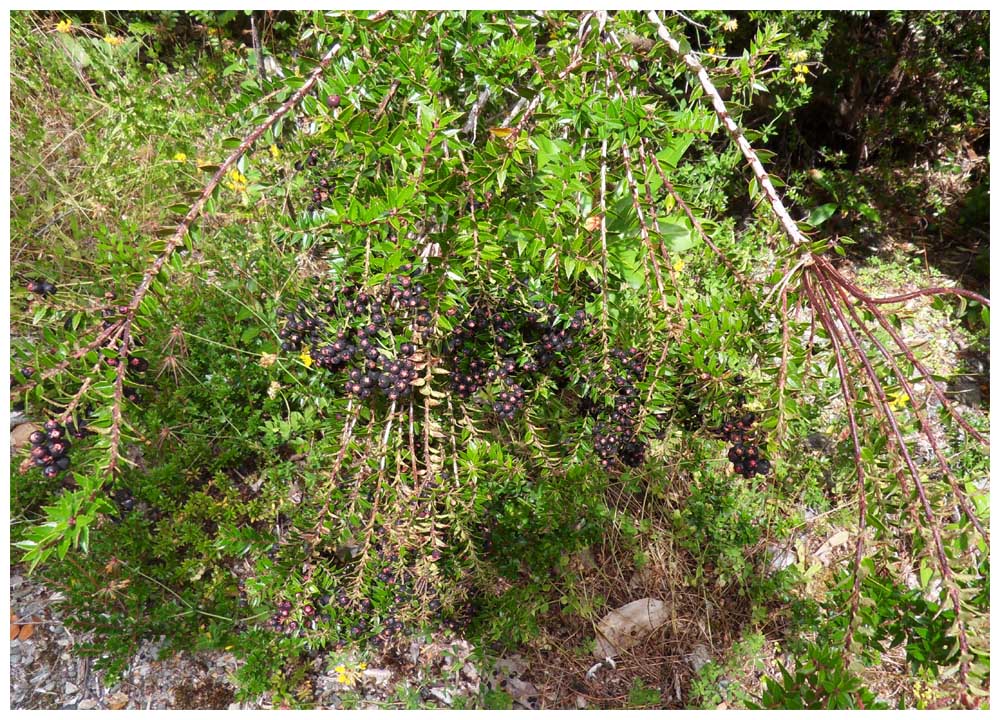 Gaultheria mucronata, Chaura, Torfmyrte, Strauch