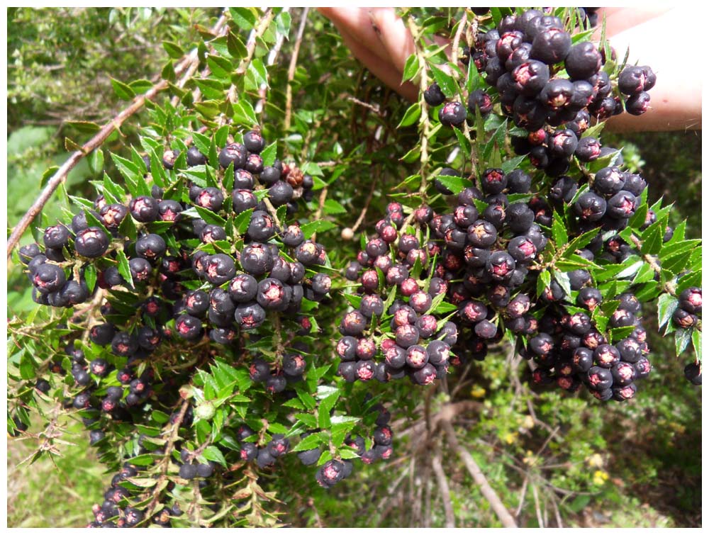 Gaultheria mucronata, Chaura, Torfmyrte, Beeren