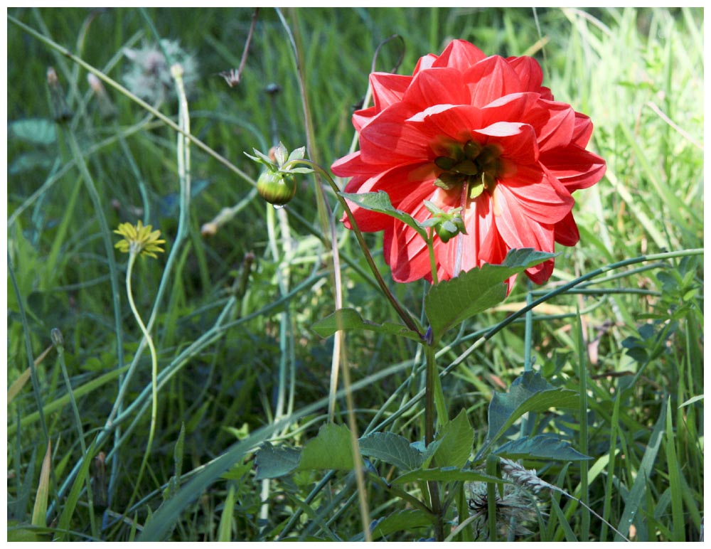 Hierba del clavo -  Geum magellanicum