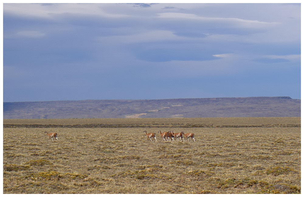 Guanacos