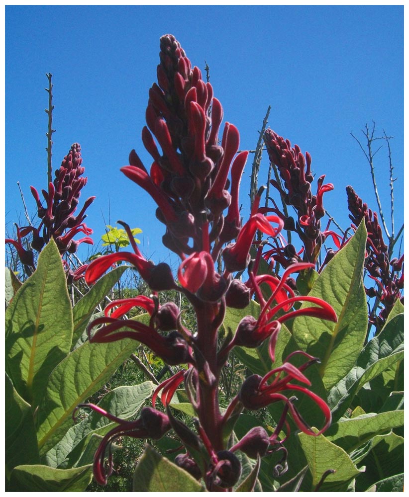 Tabaco del diablo - Lobelia Tupa