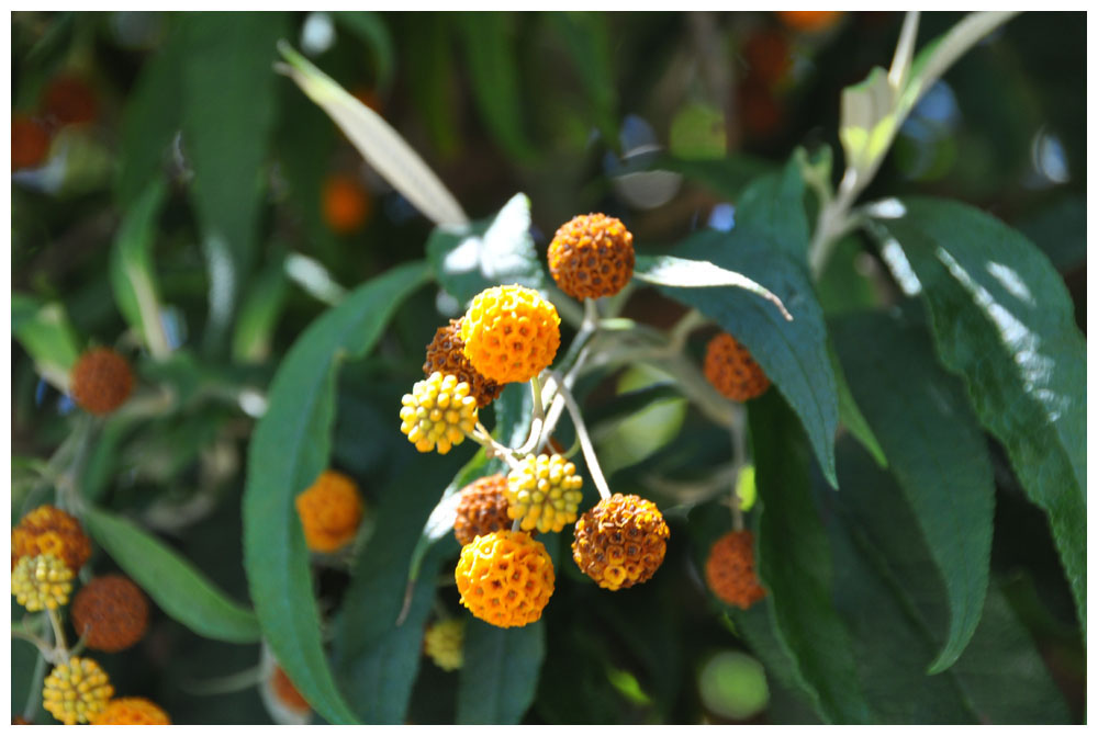 Matico, Buddleja globosa