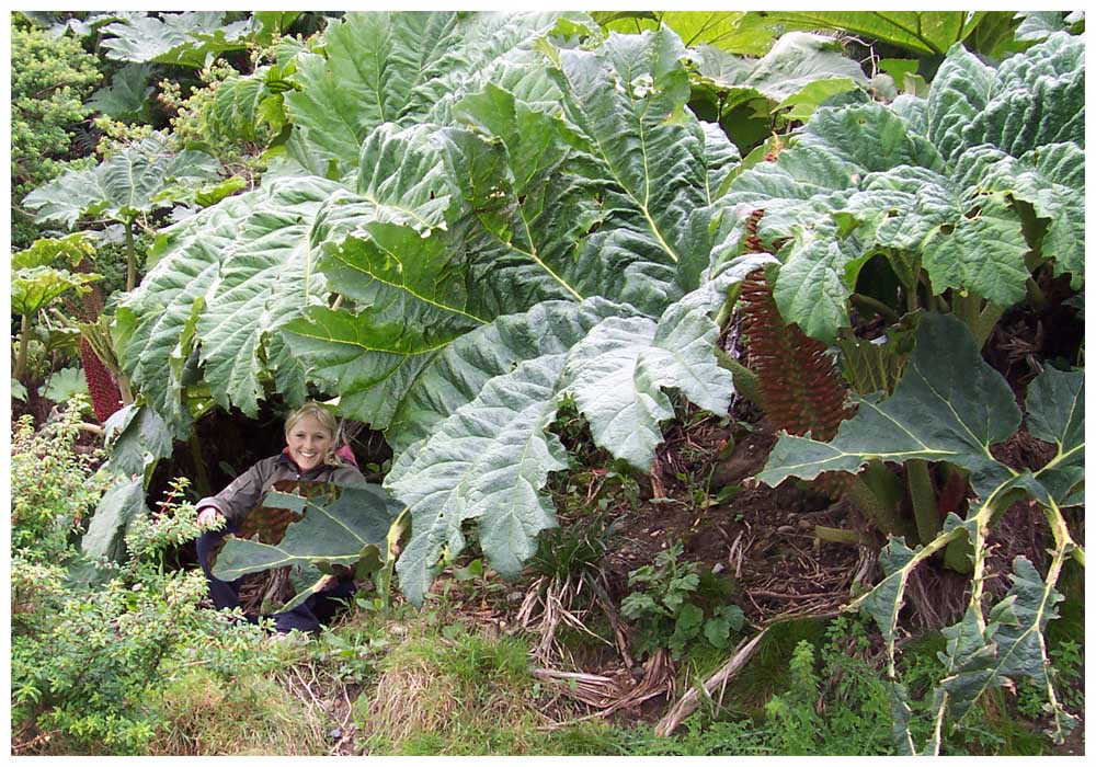 Gunnera tinctoria, Nalca, Mammutblatt