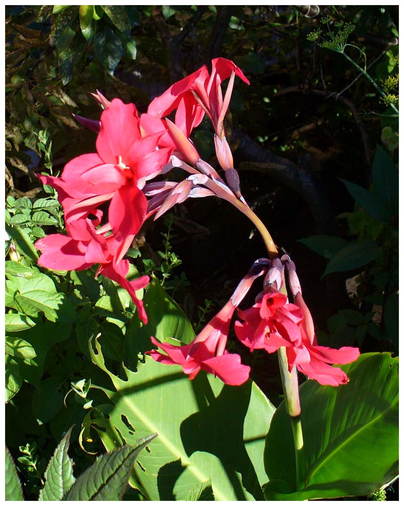 Pajarito, Tropaeolum speciosum