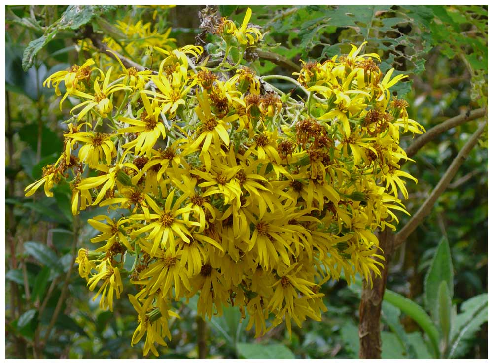 Palpalén - Palo de Yegua  - lAcrisione denticulata.