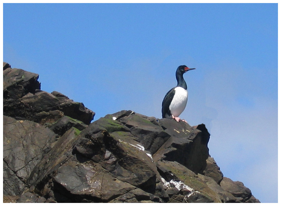 Puñihuil, Felsenscharbe oder Cormorán de las Rocas