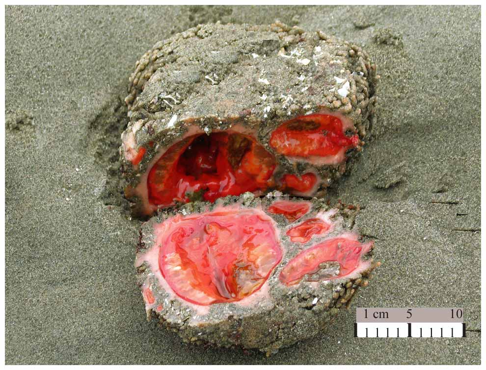 Piure, Pyura chilensis, chilenische Aszidie