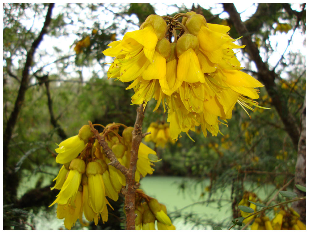 Pelú -  Sophora cassioides