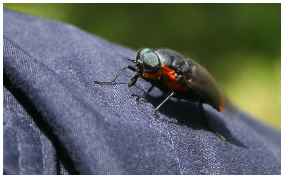 Agelanius chilensis, Tabano