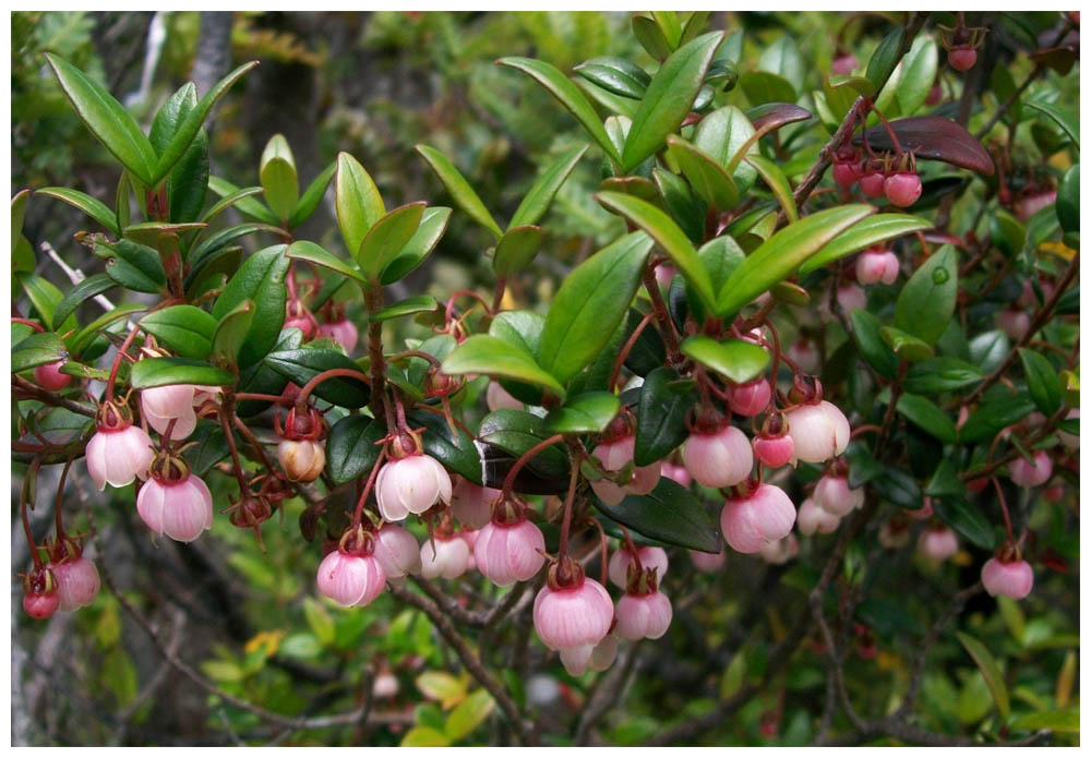 Ugni Molinae,  Murta, Blüten