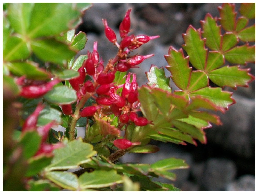 Tineo - Weinmannia trichosperma