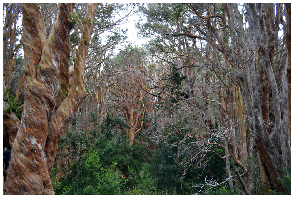 Parque Nacional Arrayanes