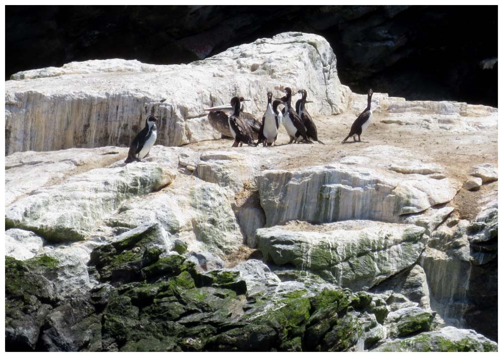 Humboldtpinguin und Guanokormorane, Cormoran,Guanay, Phalacrocorax-bougainvilliorum