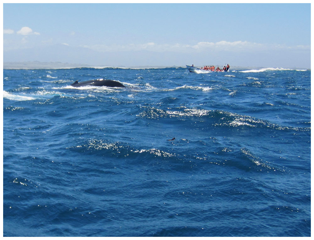 Isla Choros Isla Damas, Buckelwal, Ballena jorobada Megaptera novaeangliae