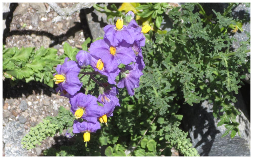 Isla Damas, Esparto, Solanum maritimum