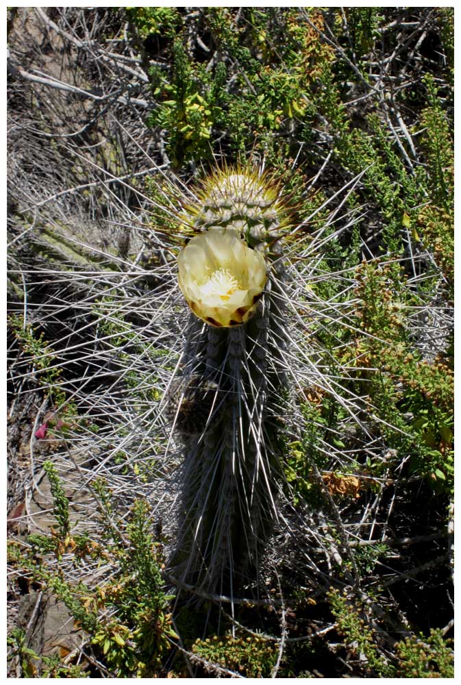 Isla Damas, Kaktusblüte Eulychnia breviflora