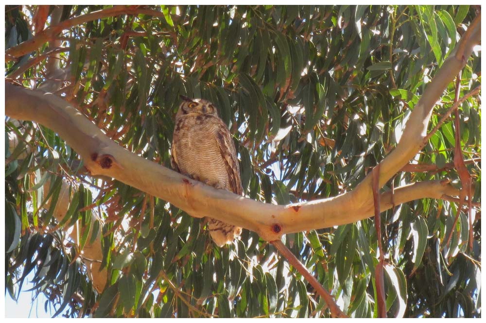 PN Fray Jorge, Kanincheneule, Kaninchenkauz, Pequèn, Athene cunicularia cunicularia