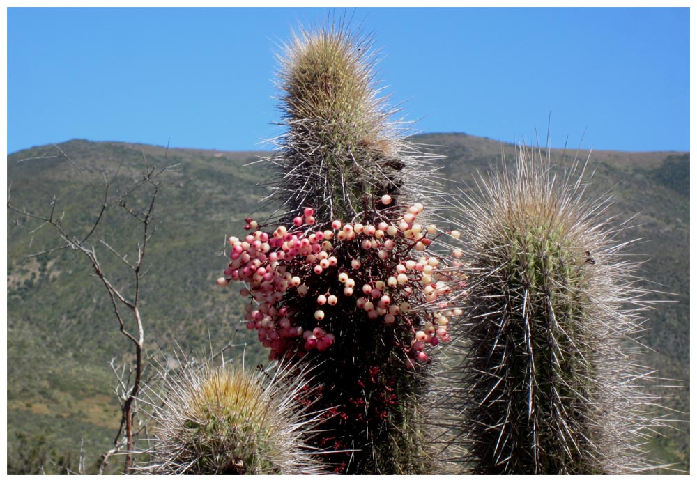 Mistel, Parasiten, Quintral, Tristerix aphylla auf Kaktus Eulychnia breviflora