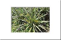 pe-111916416714-1000-n-PN-Bosque-Fray-Jorge-Bromeliaceae-Puya-coquimbensis-gruen-fl.jpg