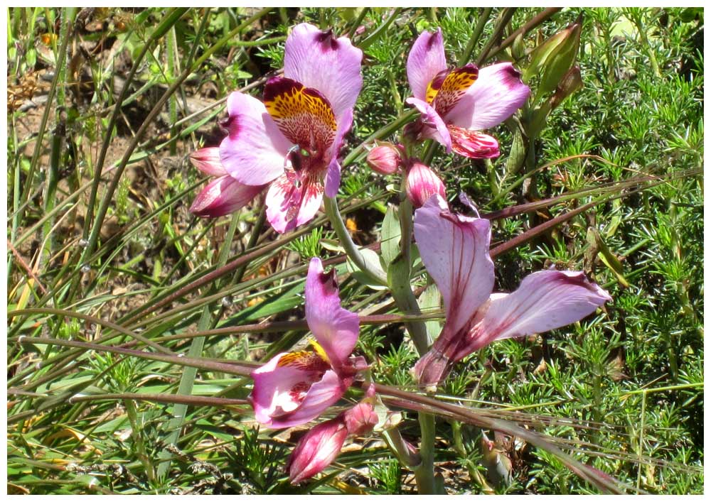 Im Nationalpark Bosque de Fray Jorge, Alstroemeria magnifica