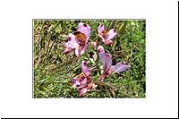 pe-111916426716-1000-n-PN-Bosque-Fray-Jorge-Alstroemeria-magnifica-lila-fl.jpg