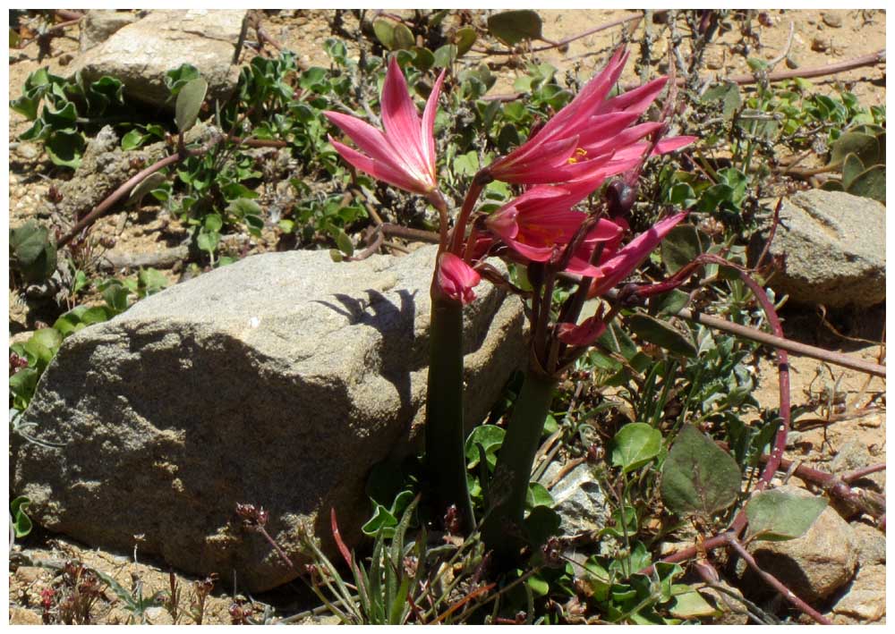 Nationalpark Bosque Fray Jorge, Añañuca roja, Rhodophiala phycelloides